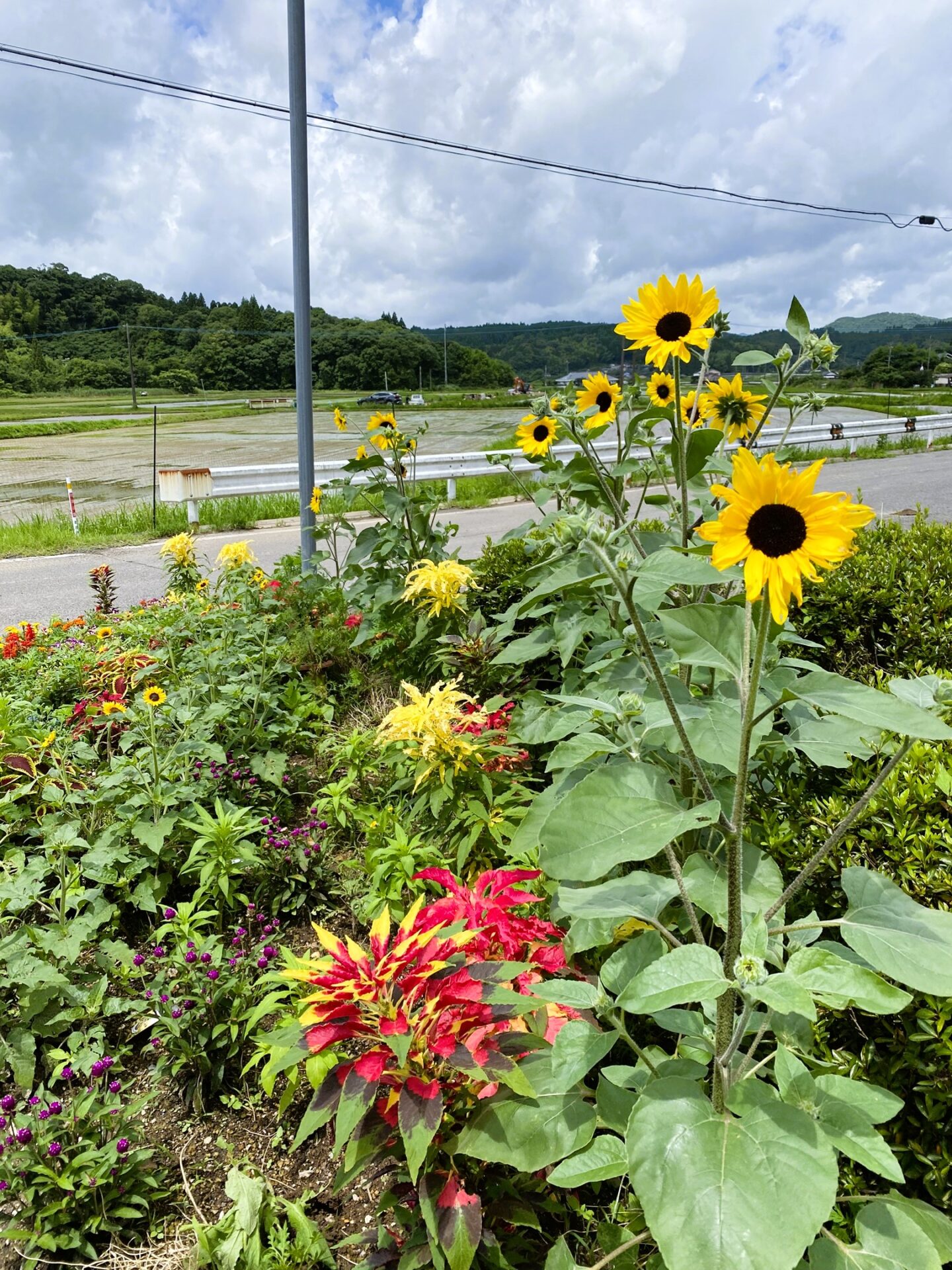 Image：有料老人ホームフローラ/デイサービスすずらん