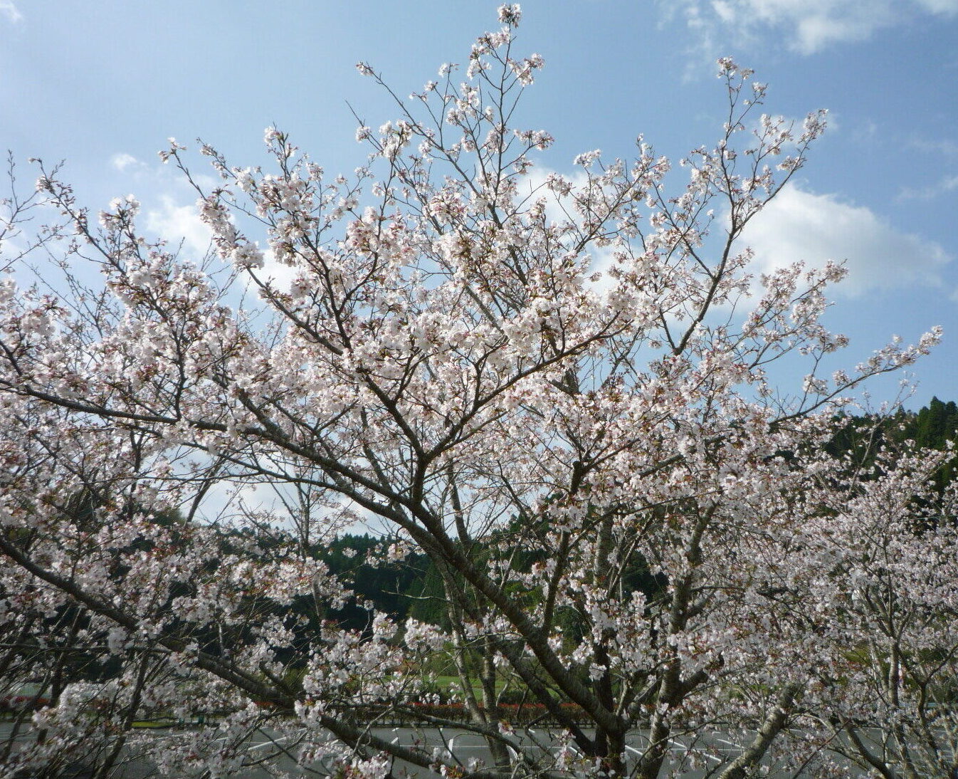 Image：有料老人ホームフローラ/デイサービスすずらん