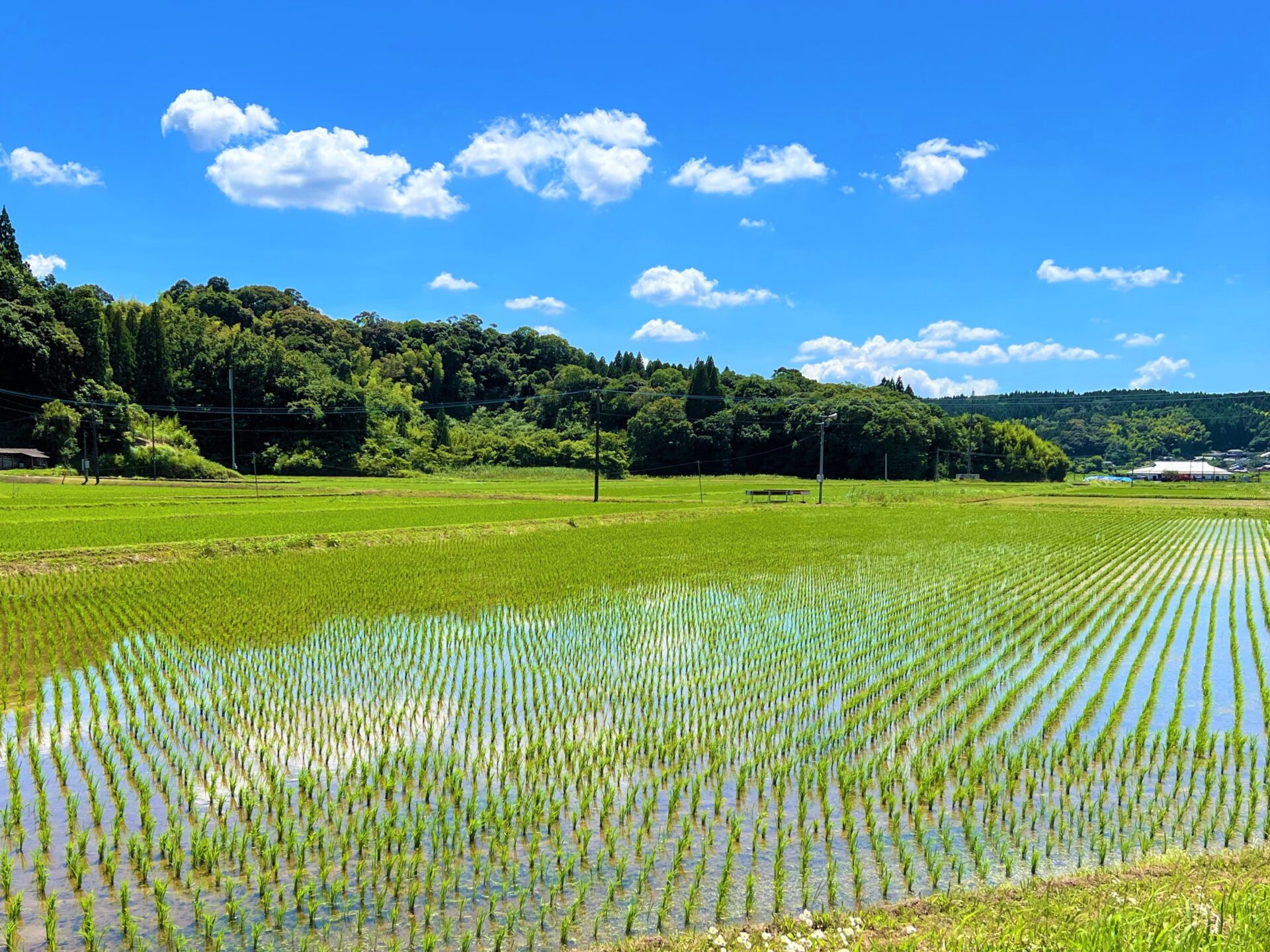 Image:有料老人ホームフローラ